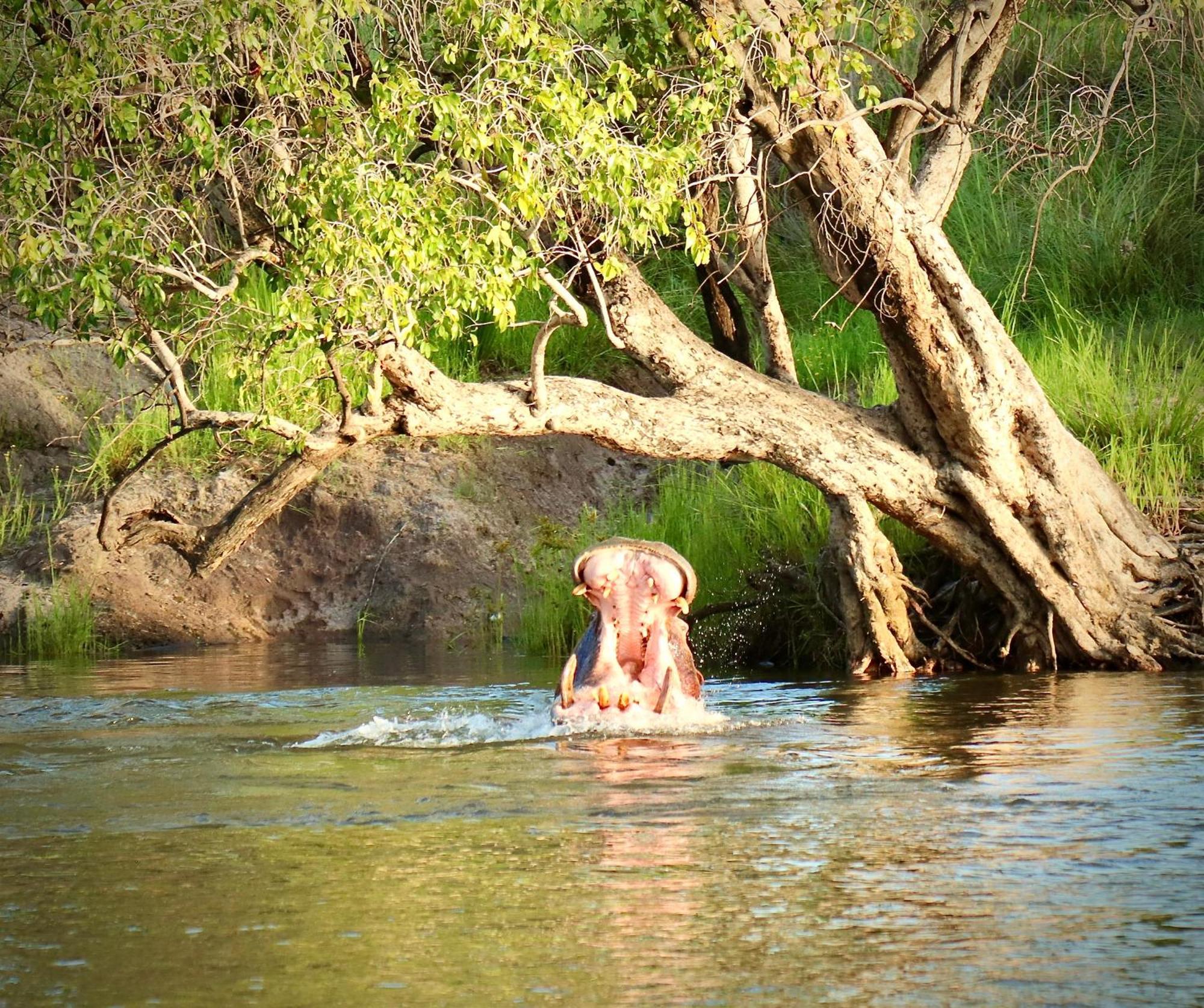 Zambezi Dusk Villa Livingstone Exterior photo